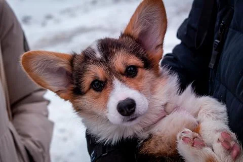 A small corgi 스톡 사진