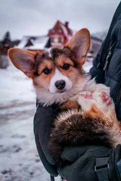 A small corgi Foto stock