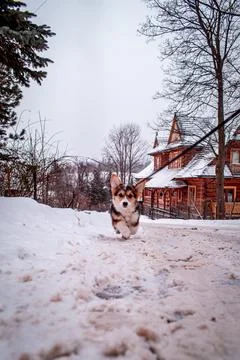 A small corgi 스톡 사진