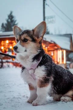 A small corgi Foto stock