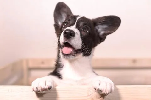 A small corgi puppy. Funny big-eared dog Stock Photos