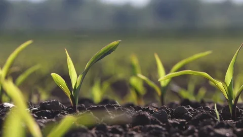 Small corn field closeup Stock Footage
