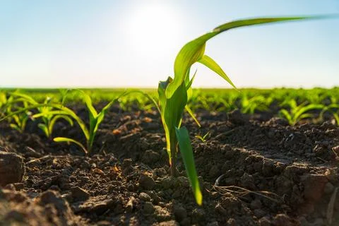 A small corn grows in the field. Corn grows at sunset. Corn crops Stock Photos