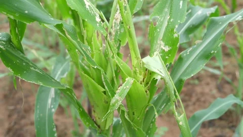 Small corn that has been destroyed or eaten by worms, Stock Footage 141628700