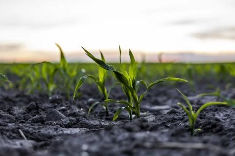 A small corn, maize plant in soil. Young corn leaves, green sprout. Corn Stock Photos