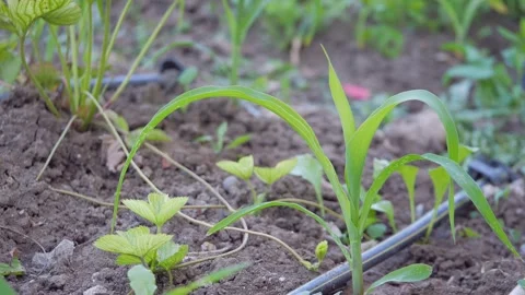 Small corn plant in the garden, close-up of corn plant in the garden, 스톡 동영상 277971667