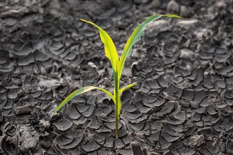 Small corn plant growing in the dry and cracked soil Stock Photos