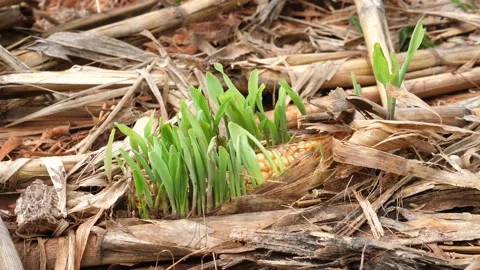A small corn plant was growing from a seed, Stock Footage 140764997