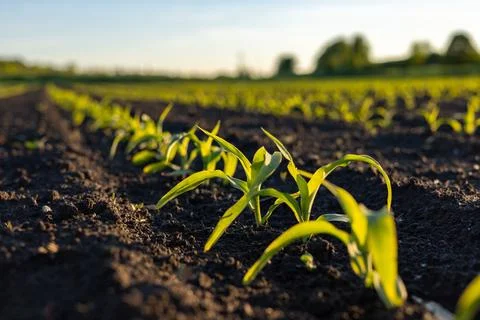 Small corn plants are growing in dark soil under a bright sky with sunlight.. Фото