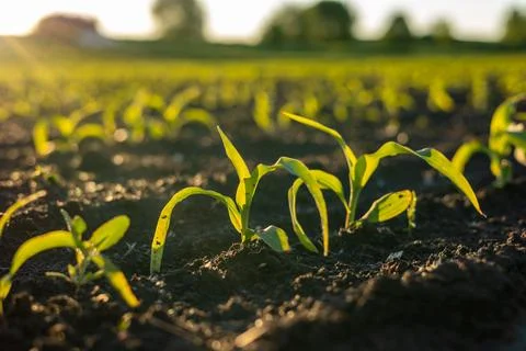 Small corn plants are growing in a field at sunset. The light creates shado.. Stock Photos