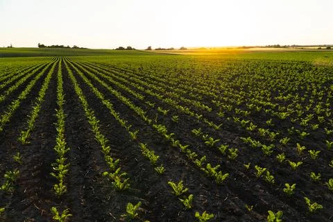 Small corn plants. Corn sprouts grow on an organic field Stock Photos