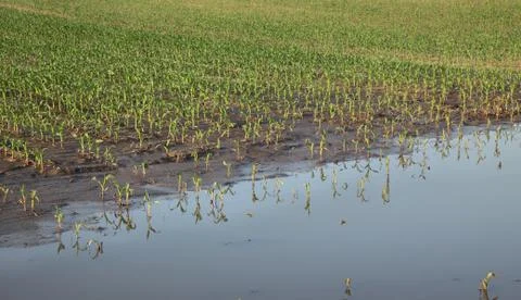 Small corn plants in field after flood Photos