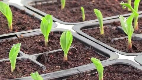 Small corn plants 库存影片 74900318