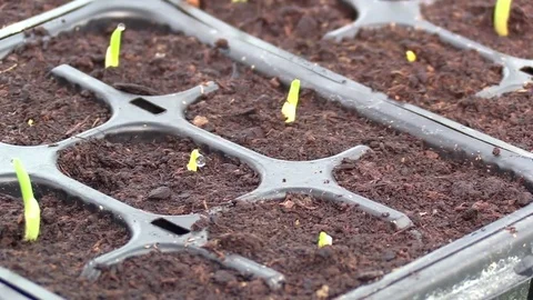 Small corn plants Stock Footage 74900324