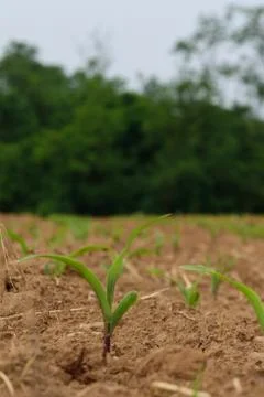 Small corn plants grow in the fields under the sun Stock Photos