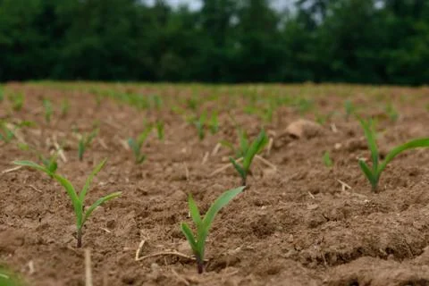 Small corn plants grow in the fields under the sun Stock Photos
