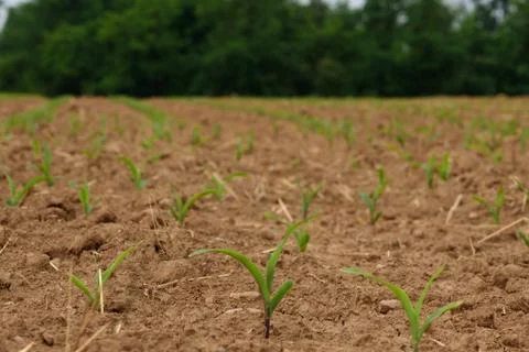 Small corn plants grow in the fields under the sun Stock Photos