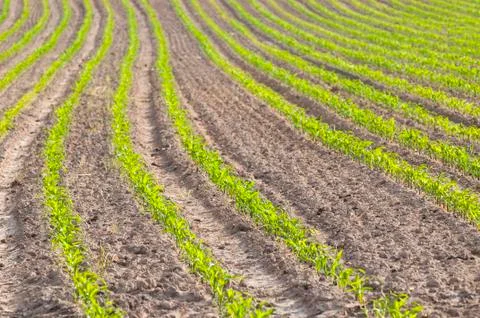 Small corn plants Stock Photos