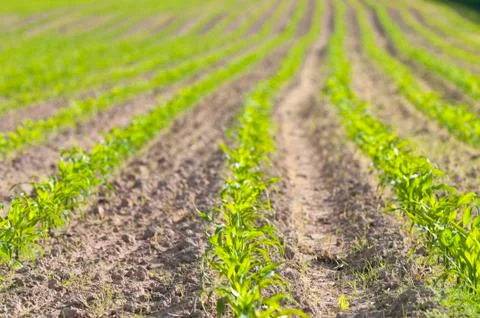 Small corn plants Stock Photos