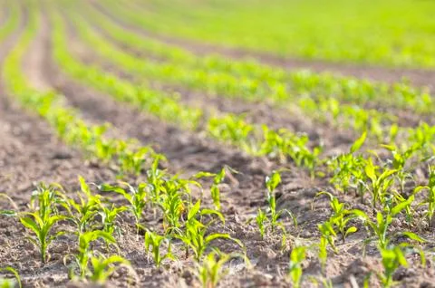 Small corn plants Stock Photos