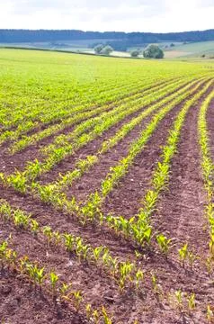 Small corn plants Stock Photos