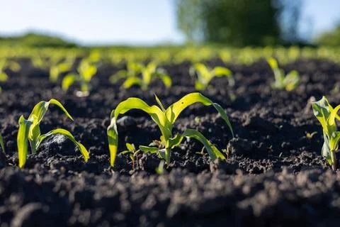 Small corn seedlings are emerging from dark soil in a farm field under brig.. 写真素材