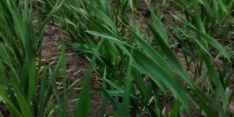 Small corn sprouts growing Stock Footage 238740924