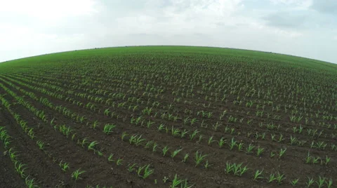 Small Cornfield Aerial Stock Footage 50523195
