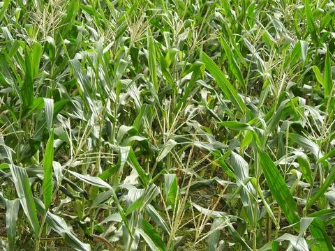 Small cornfield at the urban Foto stock