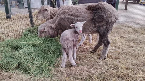 Small Corriedale lamb with its shorn mother in a corral at an exhibition in.. Stock Footage 291538638