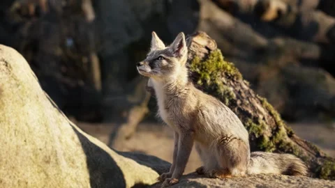 Small corsac fox sitting upright on sunlit rock 動画素材 345518198