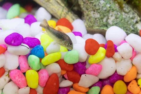 A small Corydora fish in a tank Stock Photos