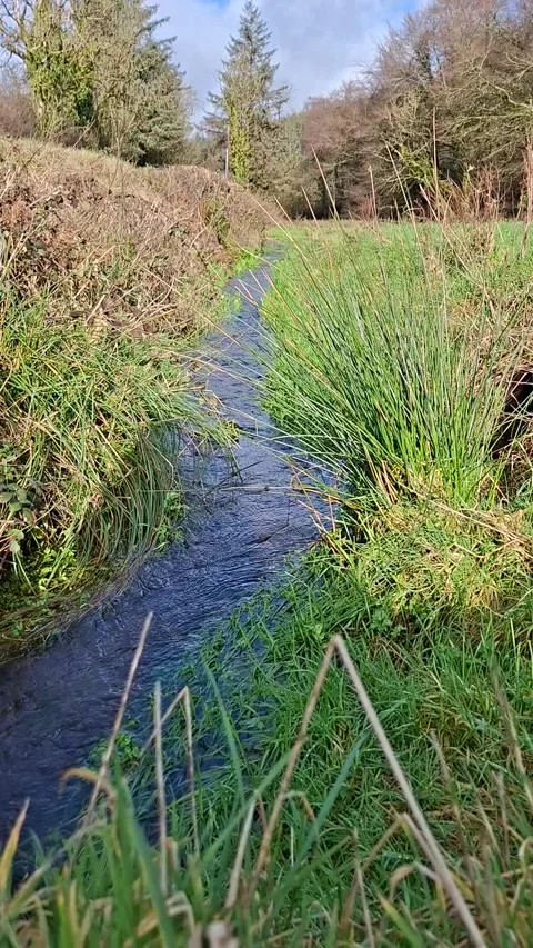 Small countryside stream flowing through green grass and reeds Stock Footage 332595531