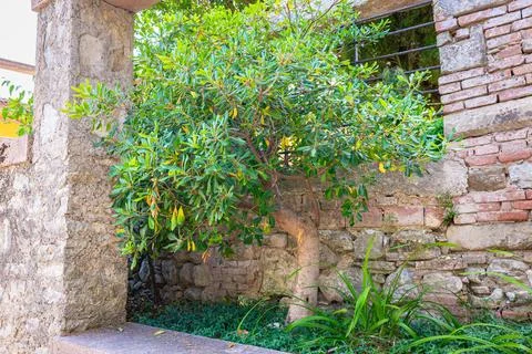 Small courtyard olive tree beside rustic stone wall in mediterranean garden Stock Photos