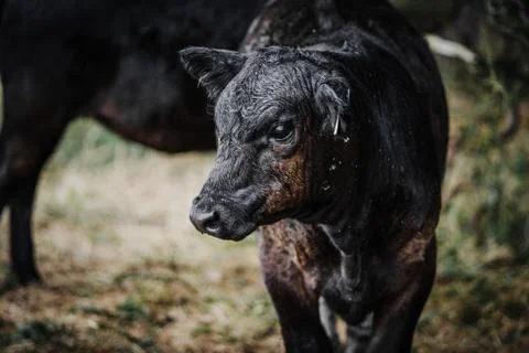 Small Cow in a field Stock Photos