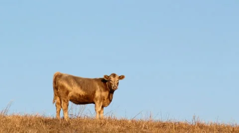 Small Cow on Hill Stock Footage 1014779