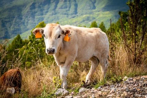 Small cow looking into the camera Stock Photos