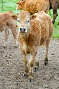 Small cow 库存照片