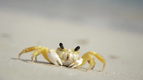 Small Crab on the beach Stock Footage