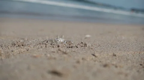 Small crab on beach Video stock 53222787