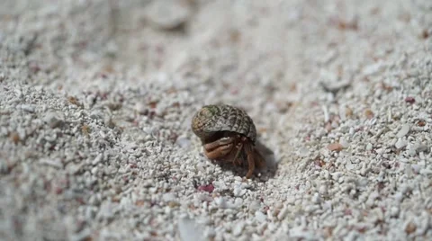 Small crab on the beach 動画素材 62874206