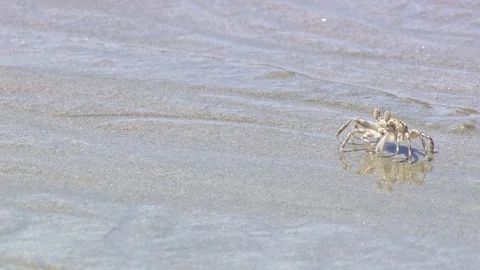 Small crab on the beach Stock Footage 122248874