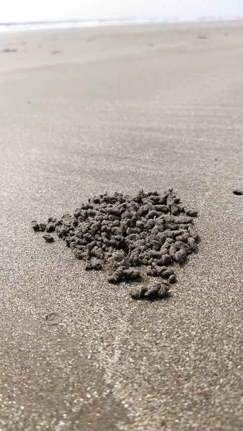 Small crab on the beach Stock Footage 152085585