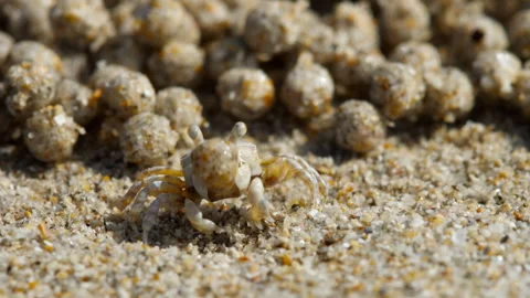 Small crab on the beach makes sand balls Stock Footage 277102321