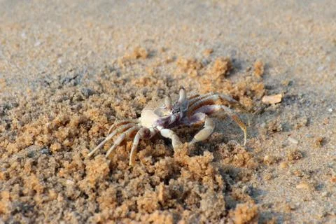 Small crab on beach Fotos de archivo