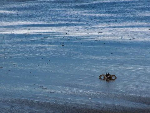 Small crab in the beach Fotos de archivo