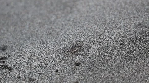 Small crab camouflaging on black sand beach in Martinique Stock Footage 329220297