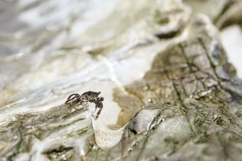 Small crab with claws crawling on stone Stock Photos