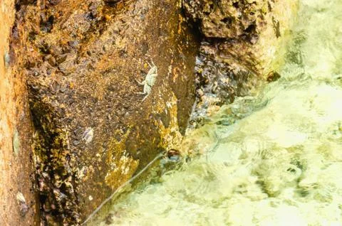 A small crab climbs the bridge Stock Photos