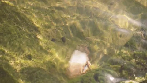 Small crab close-up under water Stock Footage 82450693